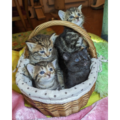 Котята ищут дом! Котята ищут дом!