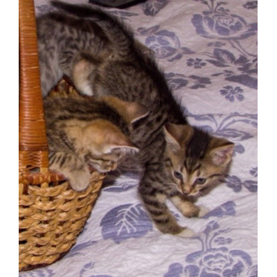 Котята мечтают о доме! Котята мечтают о доме!